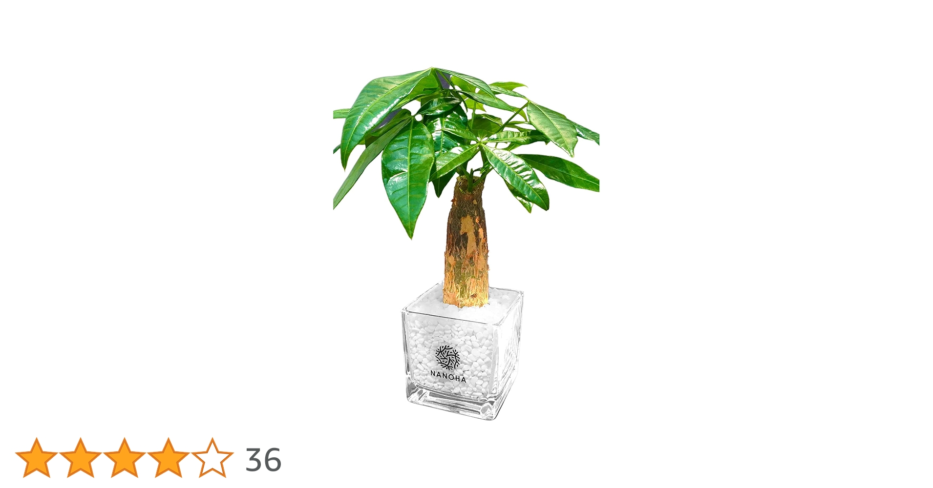 その他観葉植物 Nao Amazon｜パキラ 白玉砂利 土を使わない観葉植物 おしゃれ 清潔感